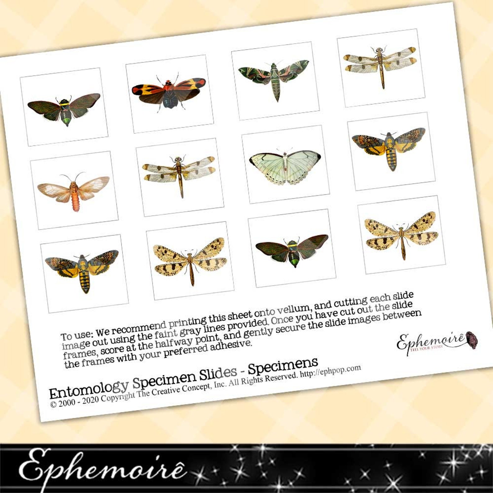 ENTOMOLOGY Specimen Slides Collage Sheet Natural History Etsy