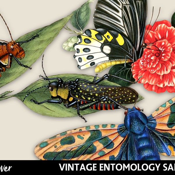 Digital Printable Clipart - Entomology Sampler #2 - Digital Illustration - Digital Graphics - Bugs Clipart Set - 6 PNG Images - Large Format