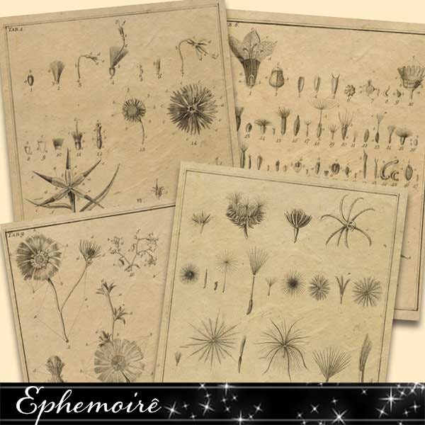 Digital Printable Papers - Botanist Notebook - Letter Sized - Digital Scrapbook Paper - Cardmaking Papers - Botanical Illustration Papers