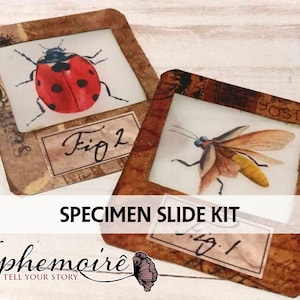 ENTOMOLOGY Specimen Slides Collage Sheet #2 - Natural History Slides - Vintage Beetles and Bugs Specimen Slides - Embellishments - PDF