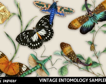 Digital Printable Clipart - Entomology Sampler #1 - Digital Illustration - Digital Graphics - Bugs Clipart Set - 6 PNG Images - Large Format