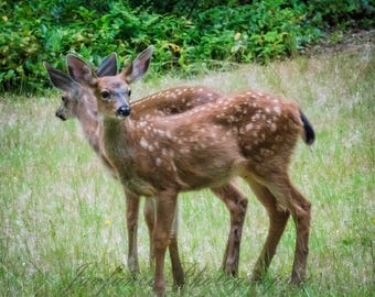 Twin Deer out for a walk