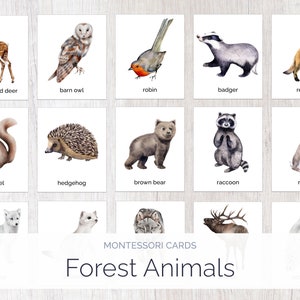 Woodland Animal Montessori Cards | Forest Animal Learning Set | Homeschool Printable 3-Part Nomenclature Cards | Montessori Education