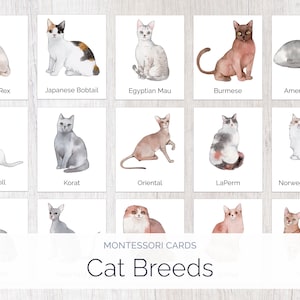 Cats | Montessori Cards | Montessori Education | Homeschool