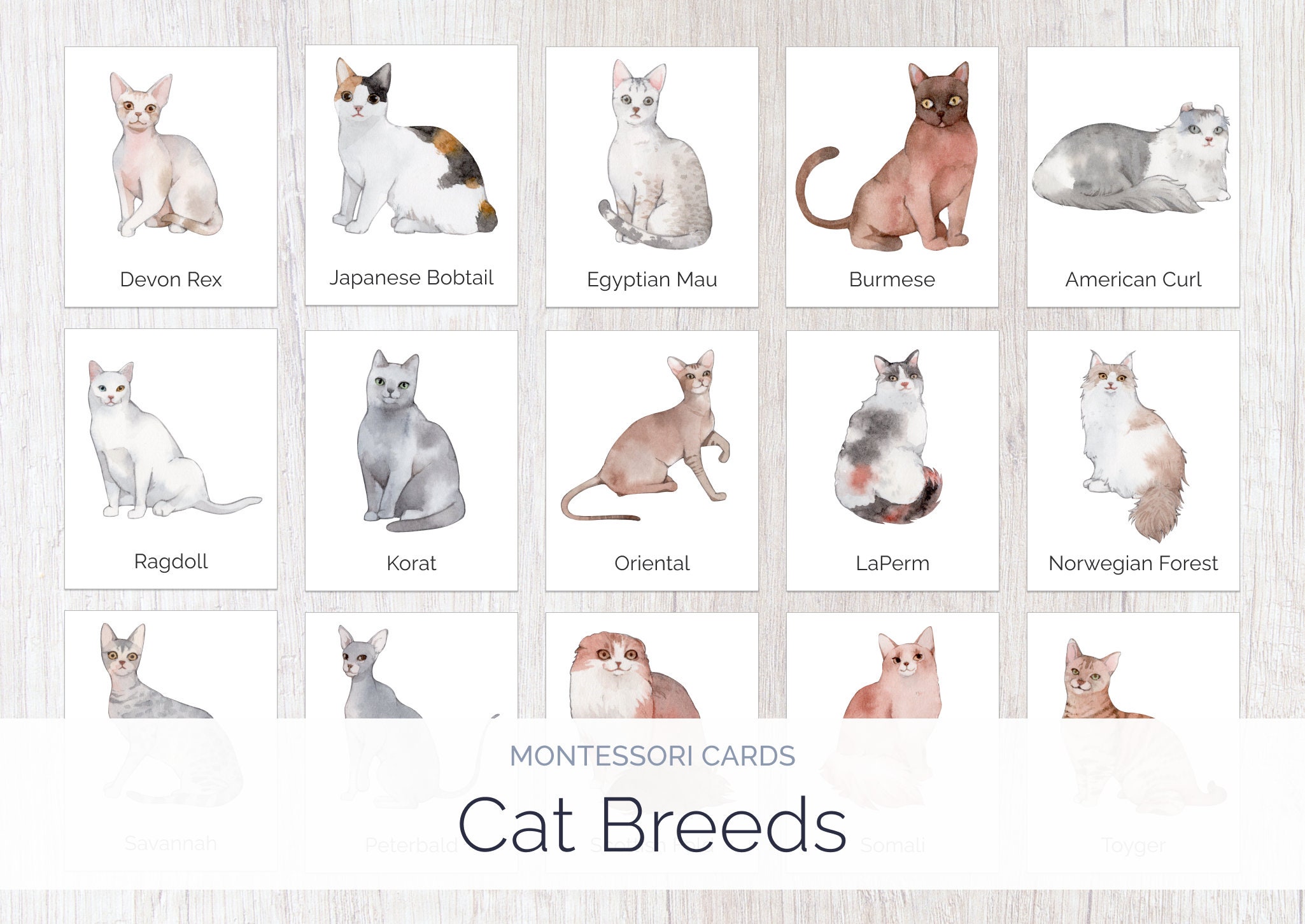 Cats Montessori Cards Montessori Education Homeschool - Etsy
