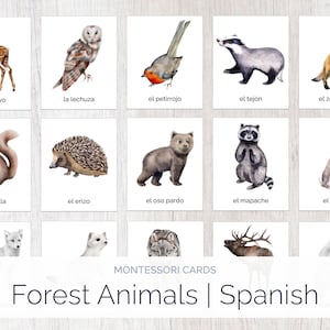 Animales del Bosque / Tarjetas Montessori Españolas / Animales del Bosque / Educación Montessori / Educación en Casa