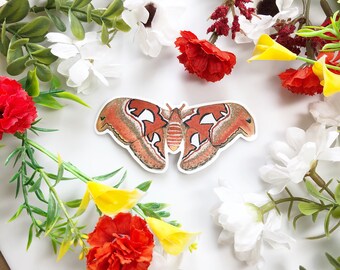 Atlas Moth Vinyl Sticker Decal • Moth Sticker • Laptop Decal • Water Bottle Sticker