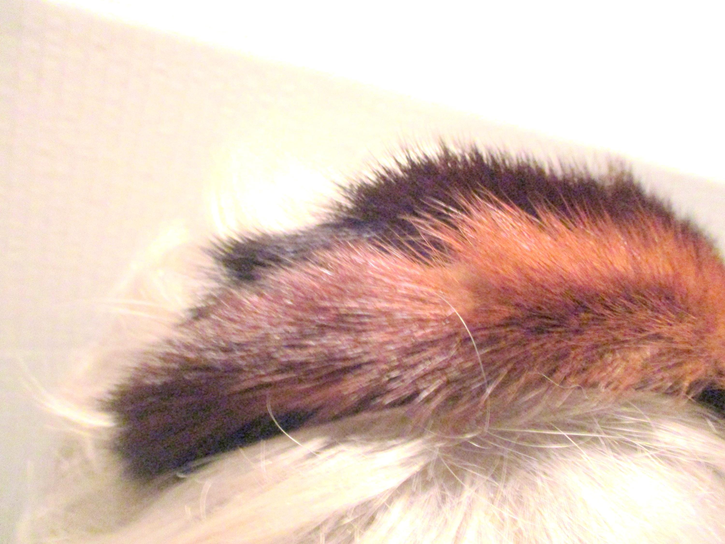 Vintage Brown Genuine Mink Fur Lattice Crown Headband Black Satin Bow Accent Brown Mink Fur Headband- 100% Real Fur Accessories main image 4