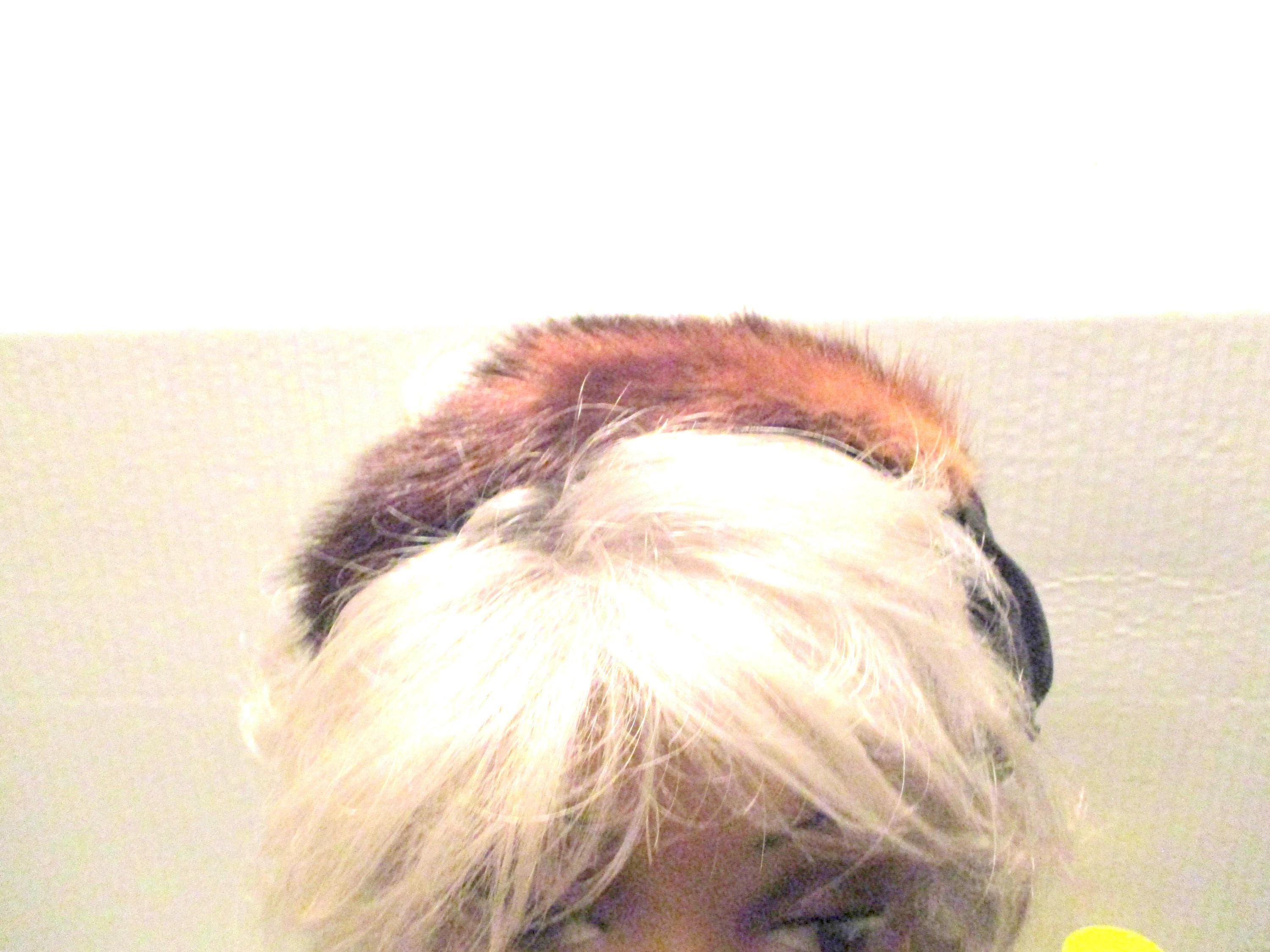 Mink Fascinator Headband Black Satin Bow Vintage - Etsy display picture 1
