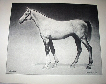 Arabian Horse Artist Charles Ellis Signed Original 1948 Vintage Quality Paper Lithograph Print Ready to frame Home Decor Picture