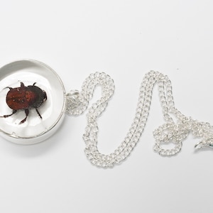 Colgante de escarabajo, collar de entomología, collar de escarabajo, joyería de insectos, insecto antiguo, regalo de entomólogo, joyería de insectos, encanto único