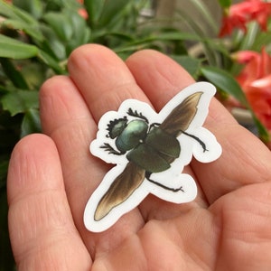 Pegatina Escarabajo Escarabajo, Pegatina De Insectos, Regalo de Entomología, Relleno de Medias Entomólogas, Pegatinas de Escamas de Vinilo