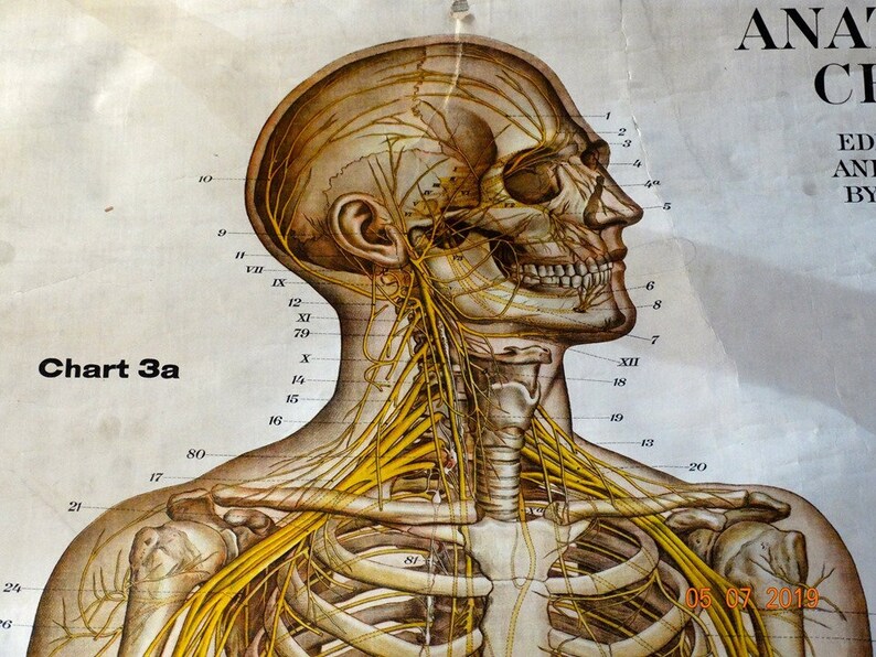 American Frohse Anatomical Charts Labeled