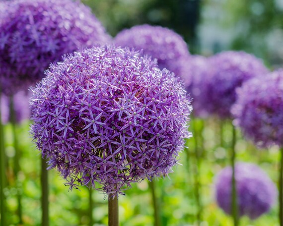 Flores jardines públicos de Boston 8 x 10 | Etsy