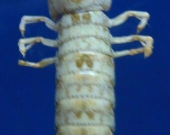 mantis shrimp etsy