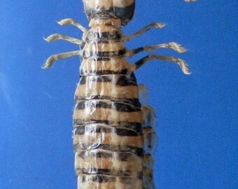 mantis shrimp etsy