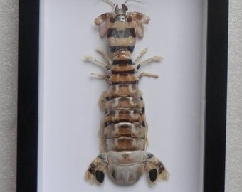 mantis shrimp etsy