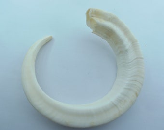 taxidermy Genuine wild boar teeth necklace tooth jewellery bracelet trophy
