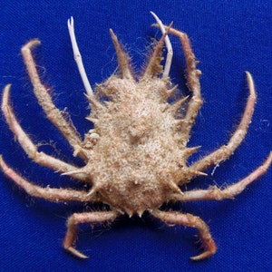Spider crab Holthuija pauli Crab Taxidermy Oddities 20364, 105 mm