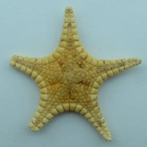 Echinoderms Icon Seastar Iconaster uchelbeluuensis Taxidermy Oddities image 1