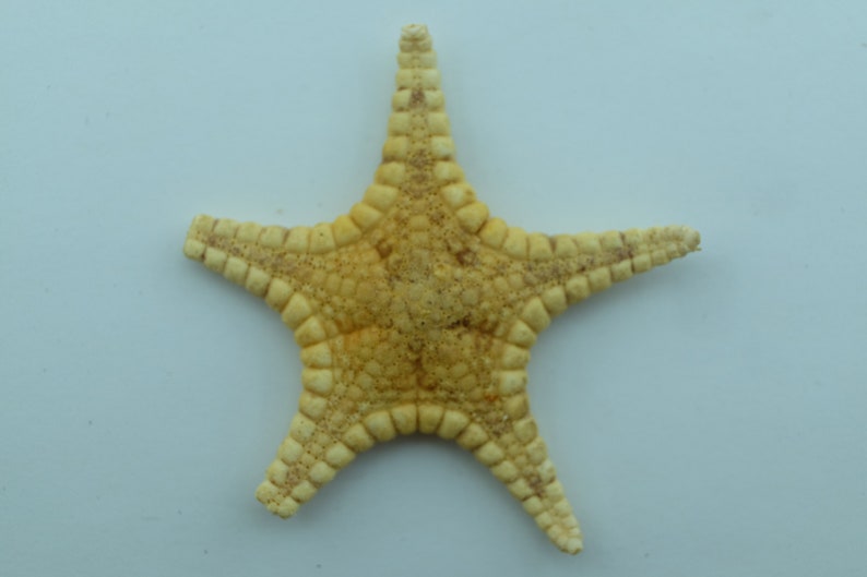 Echinoderms Icon Seastar Iconaster uchelbeluuensis Taxidermy Oddities image 1