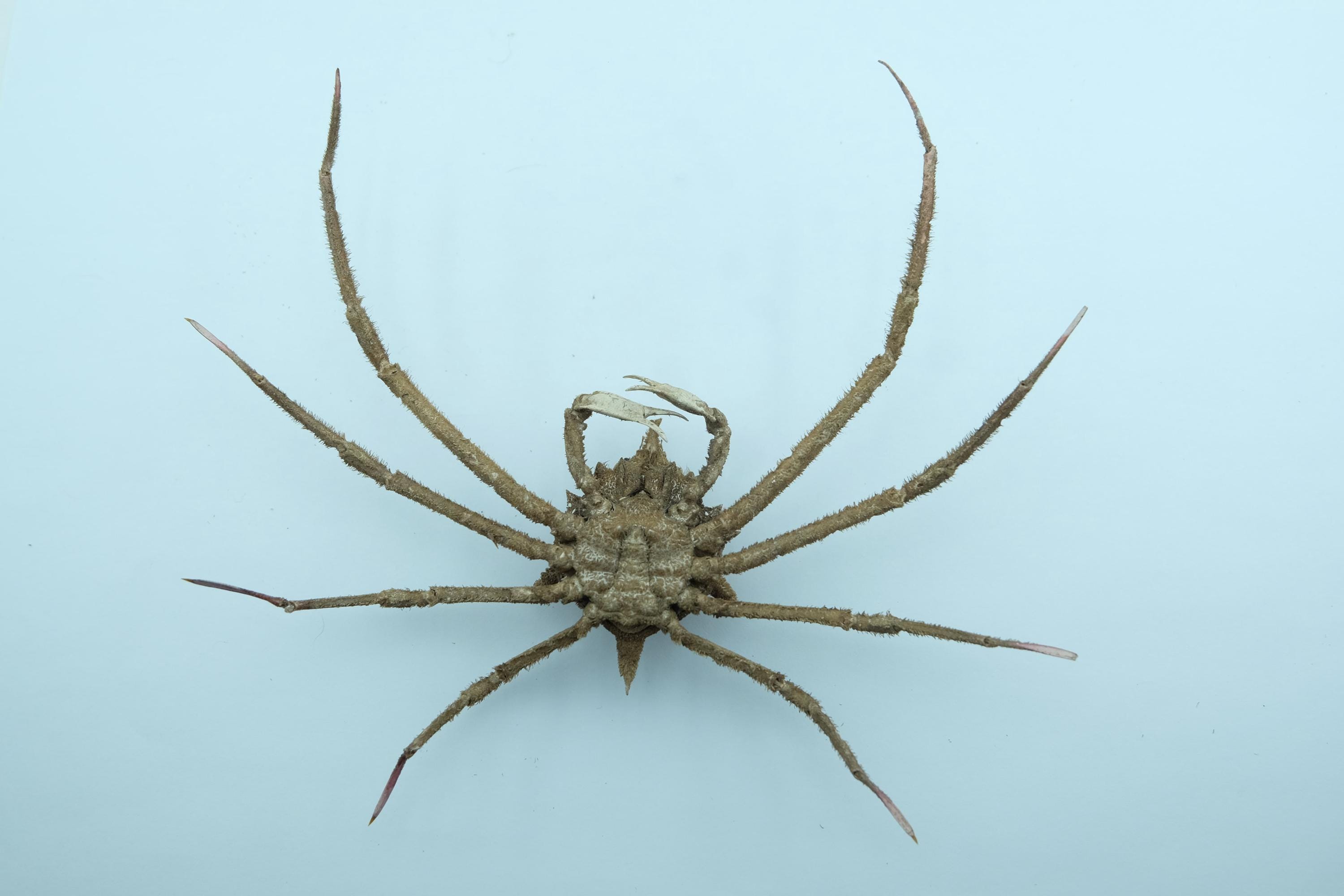 Doclea Rissoni Spider Crab Doclea Armata Crab Taxidermy Oddities - Etsy