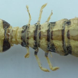 Zebra Mantis Shrimp Lysiosquillina maculata Crab Taxidermy Oddities 16258, 37 mm