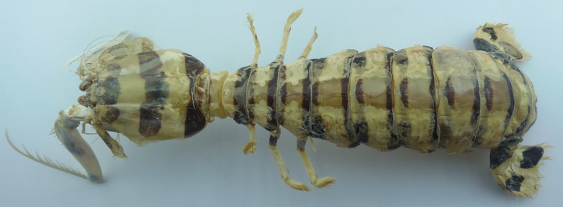 Zebra Mantis Shrimp Lysiosquillina maculata Crab Taxidermy Oddities 16258, 37 mm