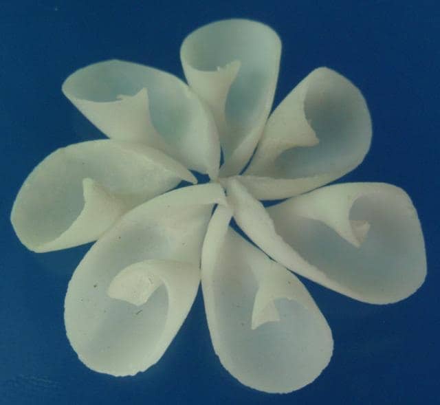 Sailors Valentine Craft Cut shells Vexillum plicarium 1 oz Sailors Valentine Craft Cut shells Vexillum plicarium 1 oz
