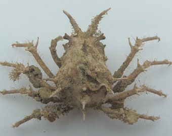 Granchio Prismatopus longispinus Stranezze della tassidermia del granchio