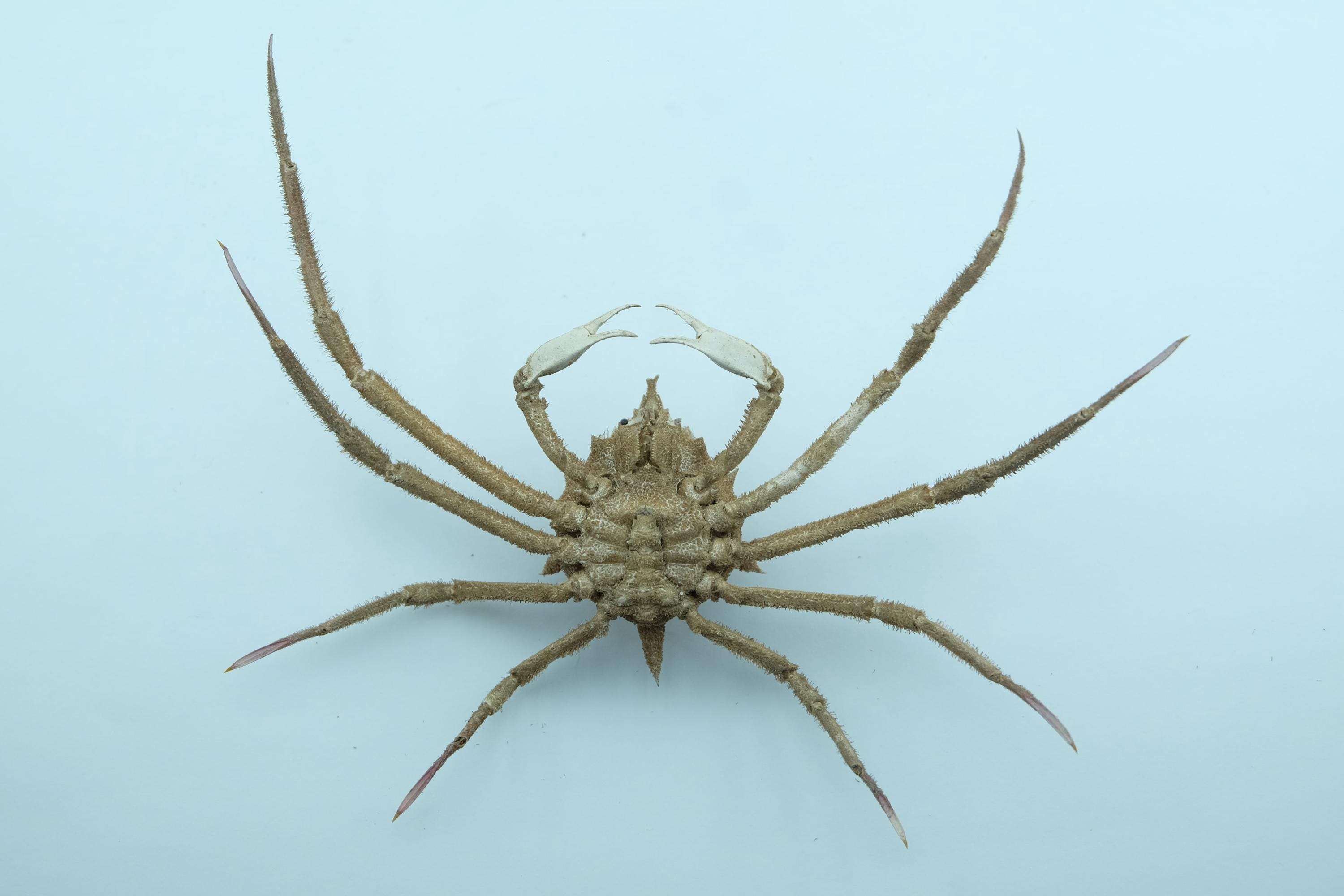 Doclea Rissoni Spider Crab Doclea Armata Crab Taxidermy Oddities - Etsy