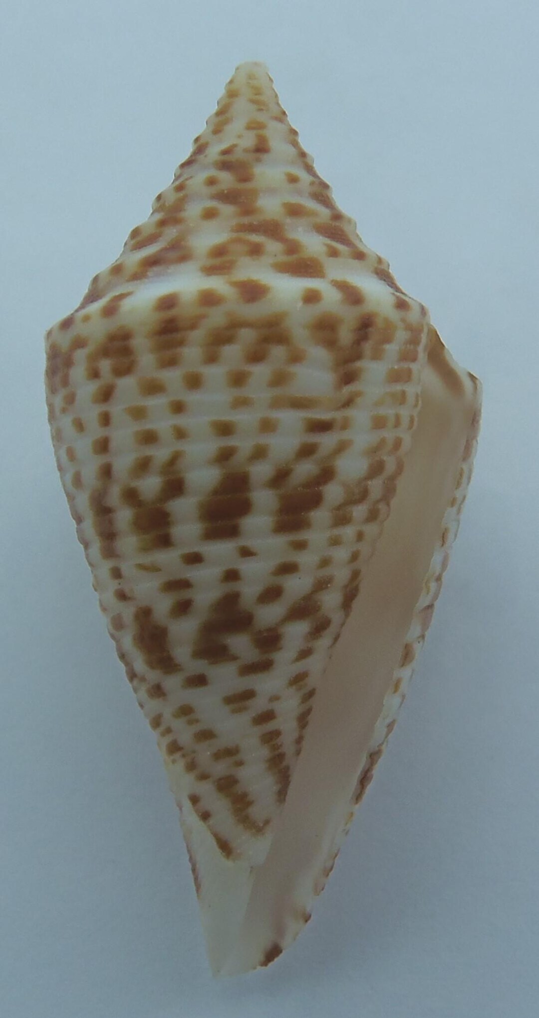 Conus Cinctus Shell Identification Seashells Cone Shells Conus Praecellens - Etsy