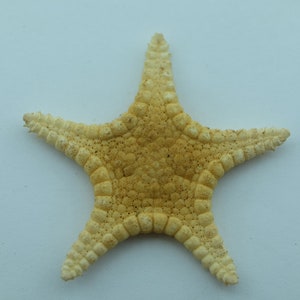 Echinoderms Icon Seastar Iconaster uchelbeluuensis Taxidermy Oddities image 3