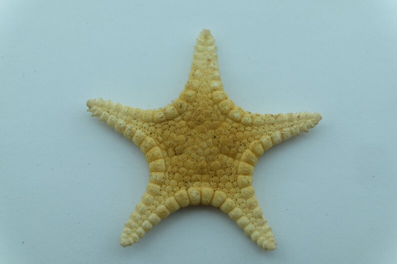 Echinoderms Icon Seastar Iconaster uchelbeluuensis Taxidermy Oddities image 3