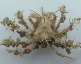 Granchio ragno Prismatopus aculeatus Stranezze del granchio tassidermico