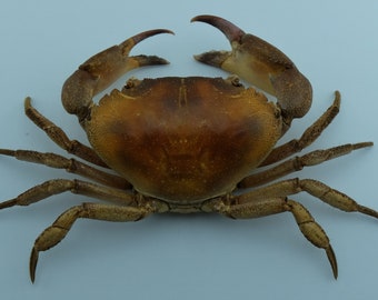 Cangrejo de barro con dedos nudosos Panopeus lacustris Rarezas de la taxidermia del cangrejo