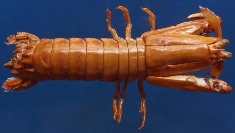 Smasher Mantis Shrimp Gonodactylus chiragra Crab Taxidermy Oddities 