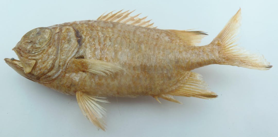 Robust Soldierfish Myripristis Robusta Fish Taxidermy Oddities - Etsy