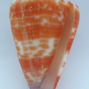 May include: A cone-shaped seashell with a vibrant orange and white pattern. The shell's exterior features horizontal bands of orange and white, with a smooth, pearly interior. The base of the shell has a purple hue.