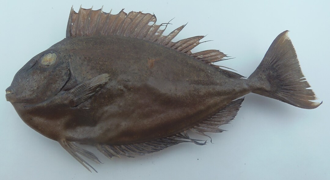 Reticulate Unicornfish Naso Reticulatus Fish Taxidermy Etsy