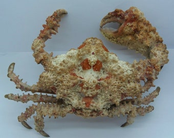 Grauen Krabbe Daldorfia horrida präparierte Krabbe