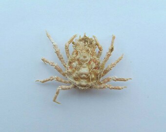 Cangrejo Araña Tiarinia cornigera Taxidermia Del Cangrejo Rarezas