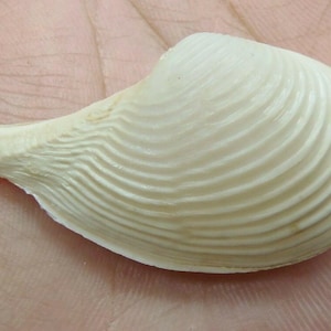 May include: A cream-colored seashell with a ridged, fan-like pattern. The shell has a curved shape with a pointed end and a rounded body. The shell is resting on a skin-toned surface.