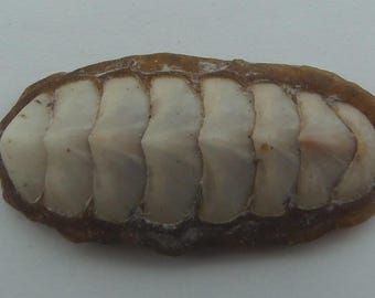 Seashells Chiton Ischnochiton bouryi