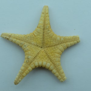 Echinoderms Icon Seastar Iconaster uchelbeluuensis Taxidermy Oddities image 2