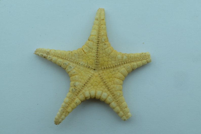 Echinoderms Icon Seastar Iconaster uchelbeluuensis Taxidermy Oddities image 2