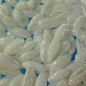 Craftshells Sailors Valentine Rice Shells Volvarina philippinarum