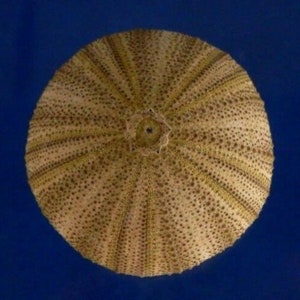 Details about   Pink and Yellow Banded Sea urchin Salmacis belli Echinoderms Taxidermy 