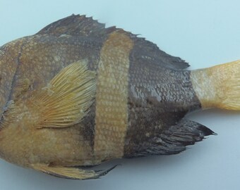 Gelbschwanz-Anemonenfisch Amphiprion larkii Fisch Präparatoren Kuriositäten