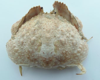 Schamgesichtige Krabbe Calappa undulata Crab Präparatoren Kuriositäten